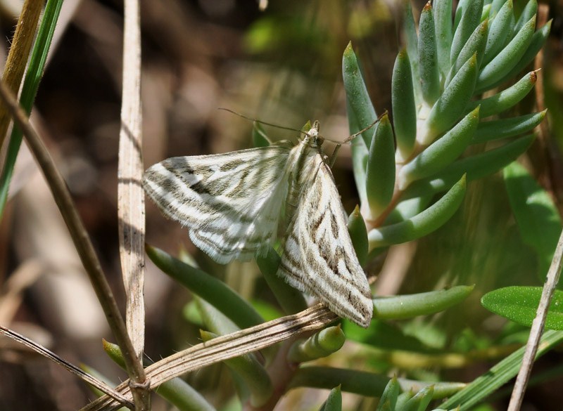 Perch Schifezzuolidae? Loxostege aeruginalis